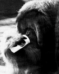 Fuente: ABC 09/08/2003