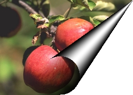 Distorsiones Página Doblada