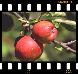 Decorador Diapositiva