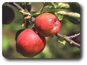 Decorador Esquinas redondeadas