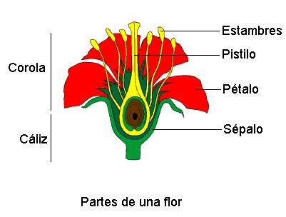 Flor completa